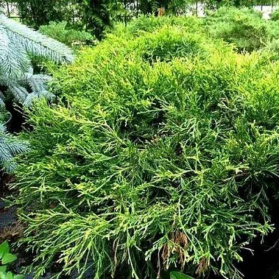 Кипарисовик ФИЛИФЕРА АУРЕА ВАРИЕГАТТА горохоплодный  Кипарисовик ФИЛИФЕРА АУРЕА ВАРИЕГАТТА горохоплодный в Сургуте