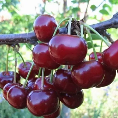 Вишня НОРД СТАР  Вишня НОРД СТАР в Сургуте