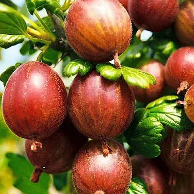 Крыжовник ШЕРШНЕВСКИЙ  Крыжовник ШЕРШНЕВСКИЙ в Сургуте