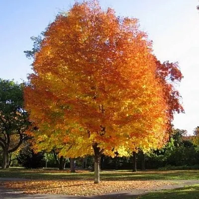 Клен серебристый  Клен серебристый в Сургуте