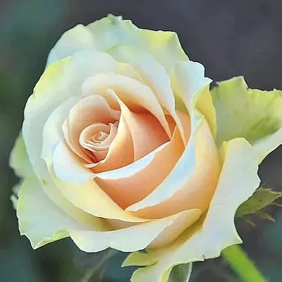 Саженцы роз ТАЛЕЯ чайно-гибридная  Саженцы роз ТАЛЕЯ чайно-гибридная в Сургуте