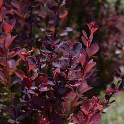 Барбарис ХЕЛМОНД ПИЛЛАР тунберга  Барбарис ХЕЛМОНД ПИЛЛАР тунберга в Сургуте