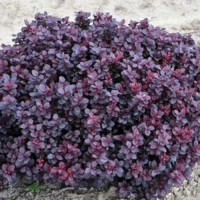 Барбарис КОНКОРД тунберга  Барбарис КОНКОРД тунберга в Сургуте