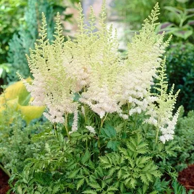 Астильба МИЛК ЭНД ХАНИ китайская  Астильба МИЛК ЭНД ХАНИ китайская в Сургуте