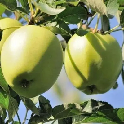 Яблоня САХАРНАЯ  Яблоня САХАРНАЯ в Сургуте