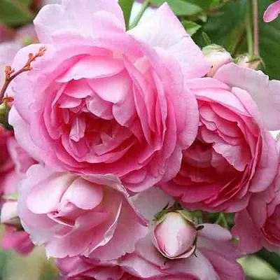 Саженцы роз ЖАСМИНА плетистая  Саженцы роз ЖАСМИНА плетистая в Сургуте