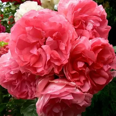 Саженцы роз РОЗЕУМ ЮТЕРСОН плетистая в Сургуте