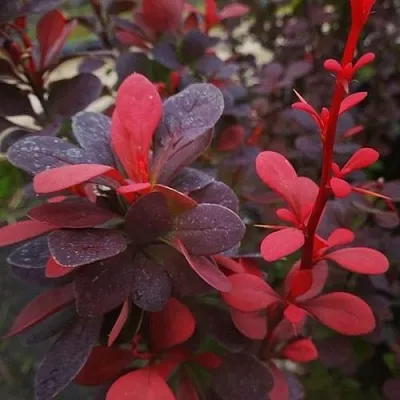 Барбарис РЕД ПИЛЛАР тунберга  Барбарис РЕД ПИЛЛАР тунберга в Сургуте