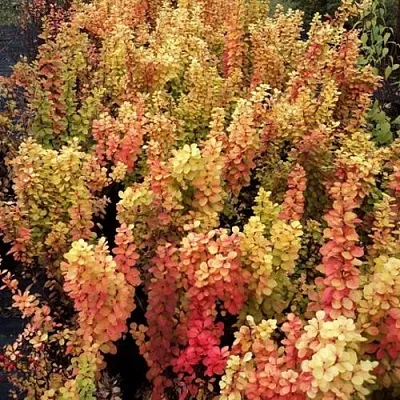 Барбарис САММЕР САНСЕТ тунберга  Барбарис САММЕР САНСЕТ тунберга в Сургуте