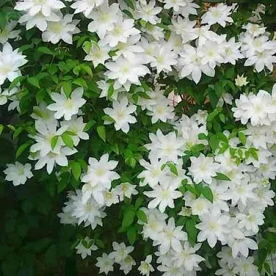 Клематис ТОКИ  Клематис ТОКИ в Сургуте