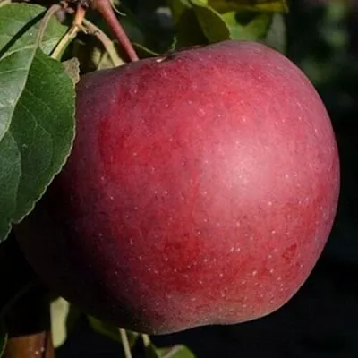 Яблоня БЕЛОРУССКОЕ СЛАДКОЕ в Сургуте