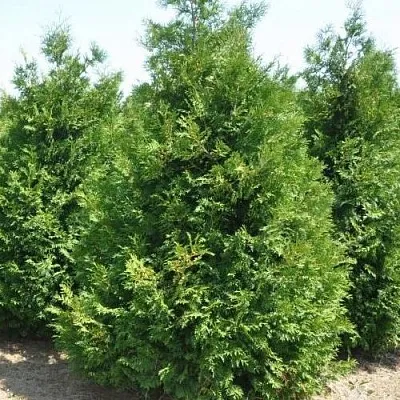 Туя ВАКСЕН западная  Туя ВАКСЕН западная в Сургуте