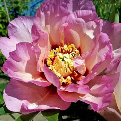 Пион ПАСТЕЛЬ СПЛЕНДОР ито-гибрид  Пион ПАСТЕЛЬ СПЛЕНДОР ито-гибрид в Сургуте