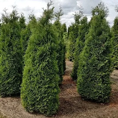 Туя ХОЛМСТРУП западная  Туя ХОЛМСТРУП западная в Сургуте