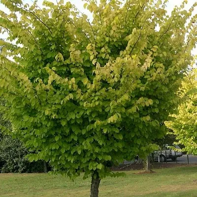 Вяз обыкновенный  Вяз обыкновенный в Сургуте