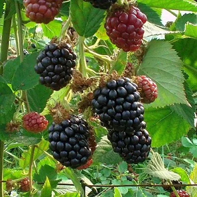 Ежевика ЧЕСТЕР бесшипная  Ежевика ЧЕСТЕР бесшипная в Сургуте