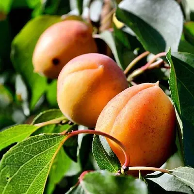 Абрикос БАЙ в Сургуте