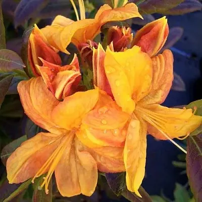 Азалия КЛОНДАЙК листопадная  Азалия КЛОНДАЙК листопадная в Сургуте