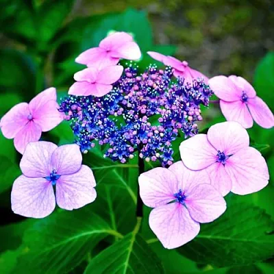 Гортензия БЛЮБЕРД пильчатая  Гортензия БЛЮБЕРД пильчатая в Сургуте