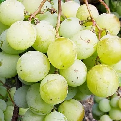 Виноград КЕША МУСКАТ  Виноград КЕША МУСКАТ в Сургуте