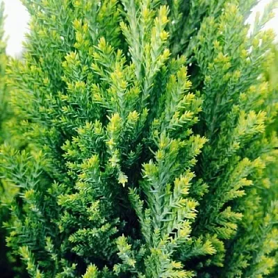 Кипарисовик в Сургуте