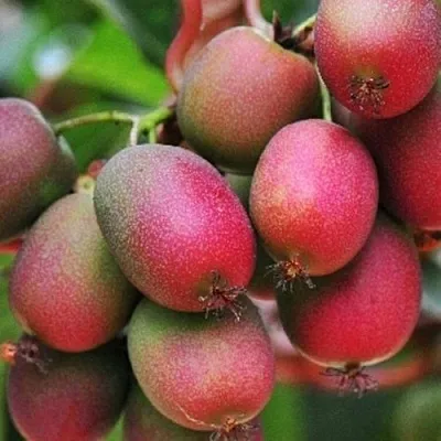 Актинидия ВЕЙКИ аргута в Сургуте