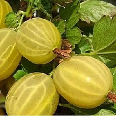 Крыжовник ЯРОВОЙ  Крыжовник ЯРОВОЙ в Сургуте