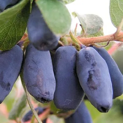 Жимолость съедобная ЛАКОМКА в Сургуте