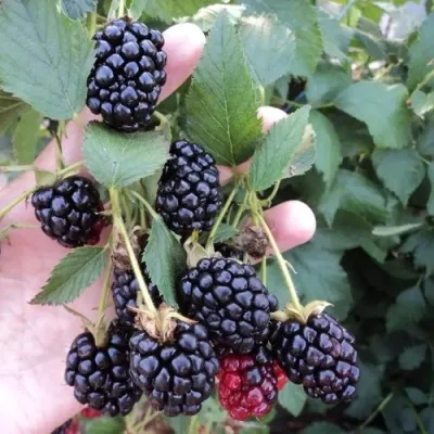 Ежевика ОУАЧИТА бесшипная — описание сорта Ежевика ОУАЧИТА бесшипная в Сургуте