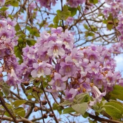 Павлония ПАО ТОГН Z07 в Сургуте