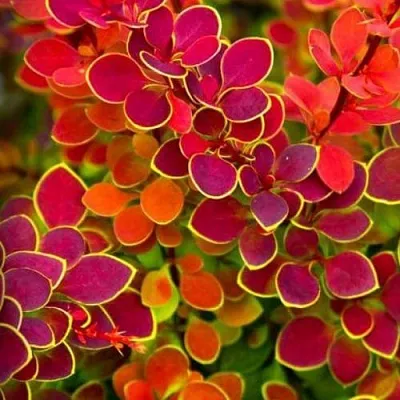 Барбарис ОРАНЖ САНРАЙЗ тунберга  Барбарис ОРАНЖ САНРАЙЗ тунберга в Сургуте