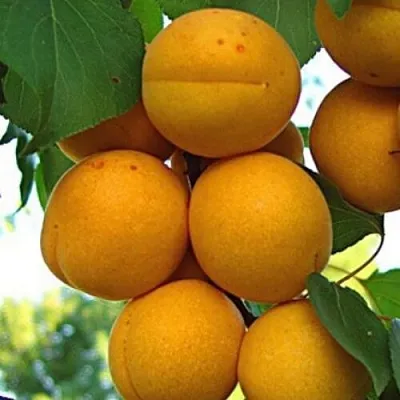 Абрикос ОНТАРИО в Сургуте