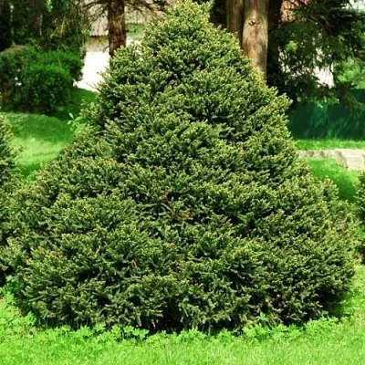 Ель ОЛЕНДОРФИ обыкновенная в Сургуте