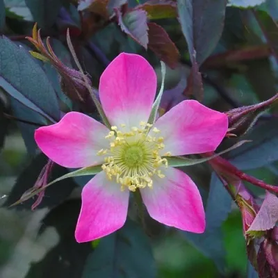 Саженцы роз сизая — описание сорта Саженцы роз сизая в Сургуте