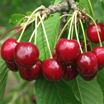 Черешня ГРОНКОВАЯ в Сургуте