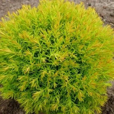 Туя АННИЕК западная  Туя АННИЕК западная в Сургуте