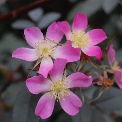 Саженцы роз сизая — описание сорта Саженцы роз сизая в Сургуте