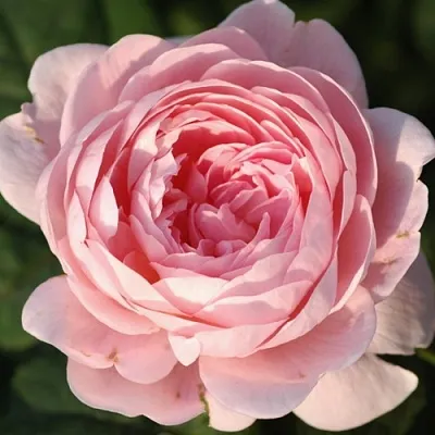 Саженцы роз КУИН ОФ СУИДЕН английская  Саженцы роз КУИН ОФ СУИДЕН английская в Сургуте