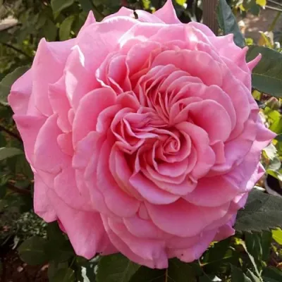 Саженцы роз ЭШЛИ чайно-гибридная — описание сорта Саженцы роз ЭШЛИ чайно-гибридная в Сургуте