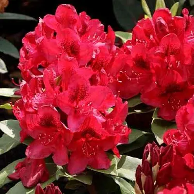 Рододендрон МАТАДОР  Рододендрон МАТАДОР в Сургуте