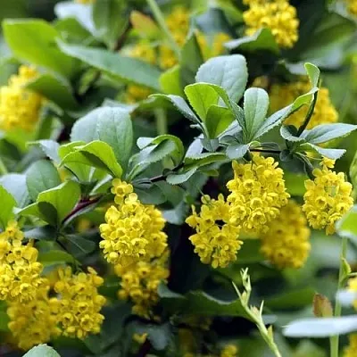 Барбарис корейский  Барбарис корейский в Сургуте