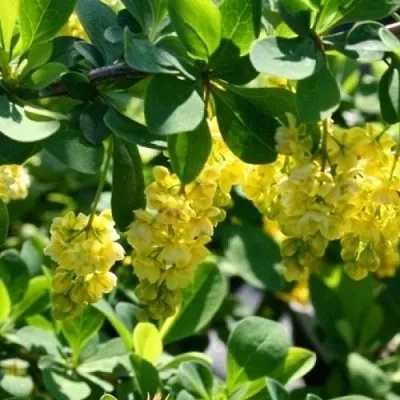 Барбарис ИНДИАН САММЕР   Барбарис ИНДИАН САММЕР  в Сургуте