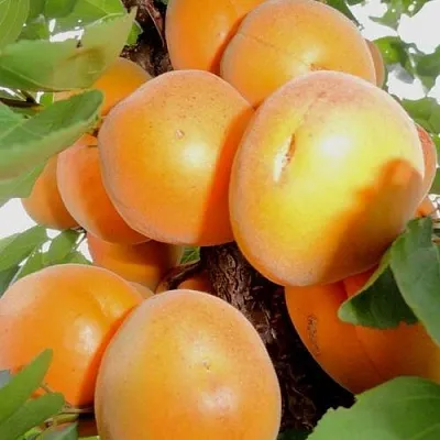 Абрикос ДЕСЕРТНЫЙ в Сургуте