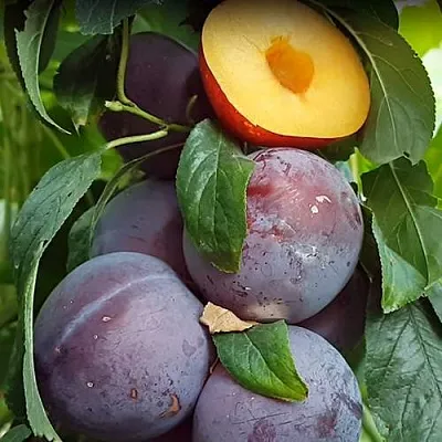 НЕКТАПРИУМ  НЕКТАПРИУМ в Сургуте