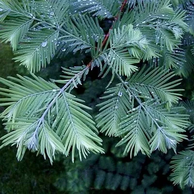 Метасеквойя в Сургуте