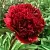 Пион РЕД ГРЕЙС травянистый в Сургуте