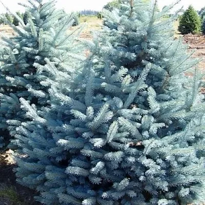Ель ГЛАУКА колючая в Сургуте