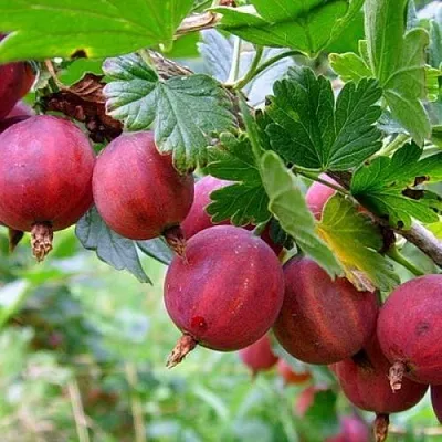 Крыжовник КРАСНОСЛАВЯНСКИЙ  Крыжовник КРАСНОСЛАВЯНСКИЙ в Сургуте