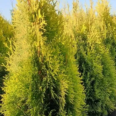 Туя ГОЛДЕН СМАРАГД западная  Туя ГОЛДЕН СМАРАГД западная в Сургуте