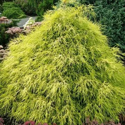 Кипарисовик ФИЛИФЕРА АУРЕА горохоплодный  Кипарисовик ФИЛИФЕРА АУРЕА горохоплодный в Сургуте